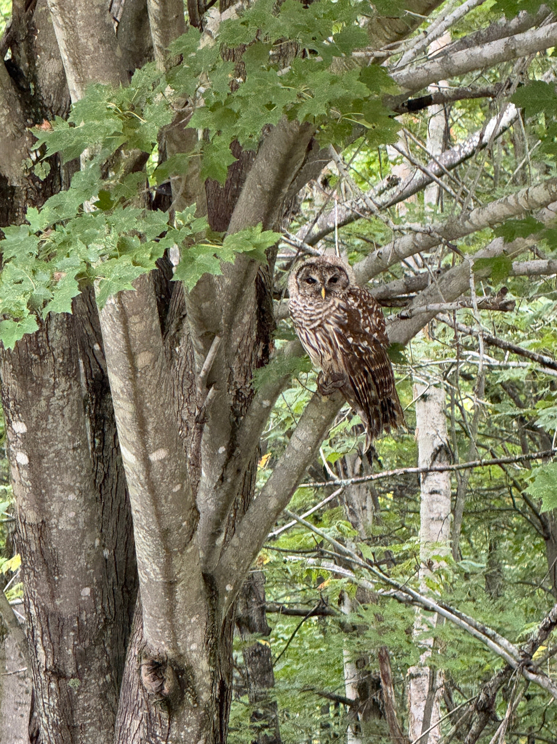 Having a Hoot on Tour!